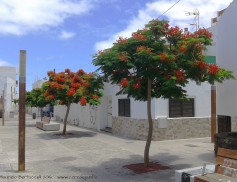 alberi in plaza niños